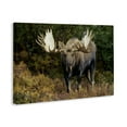 thumbnail image 4 of Stupell Industries Bull Moose Face Off Animals Photography Wrapped Canvas Art Print Wall Art, 45 x 30, 4 of 8