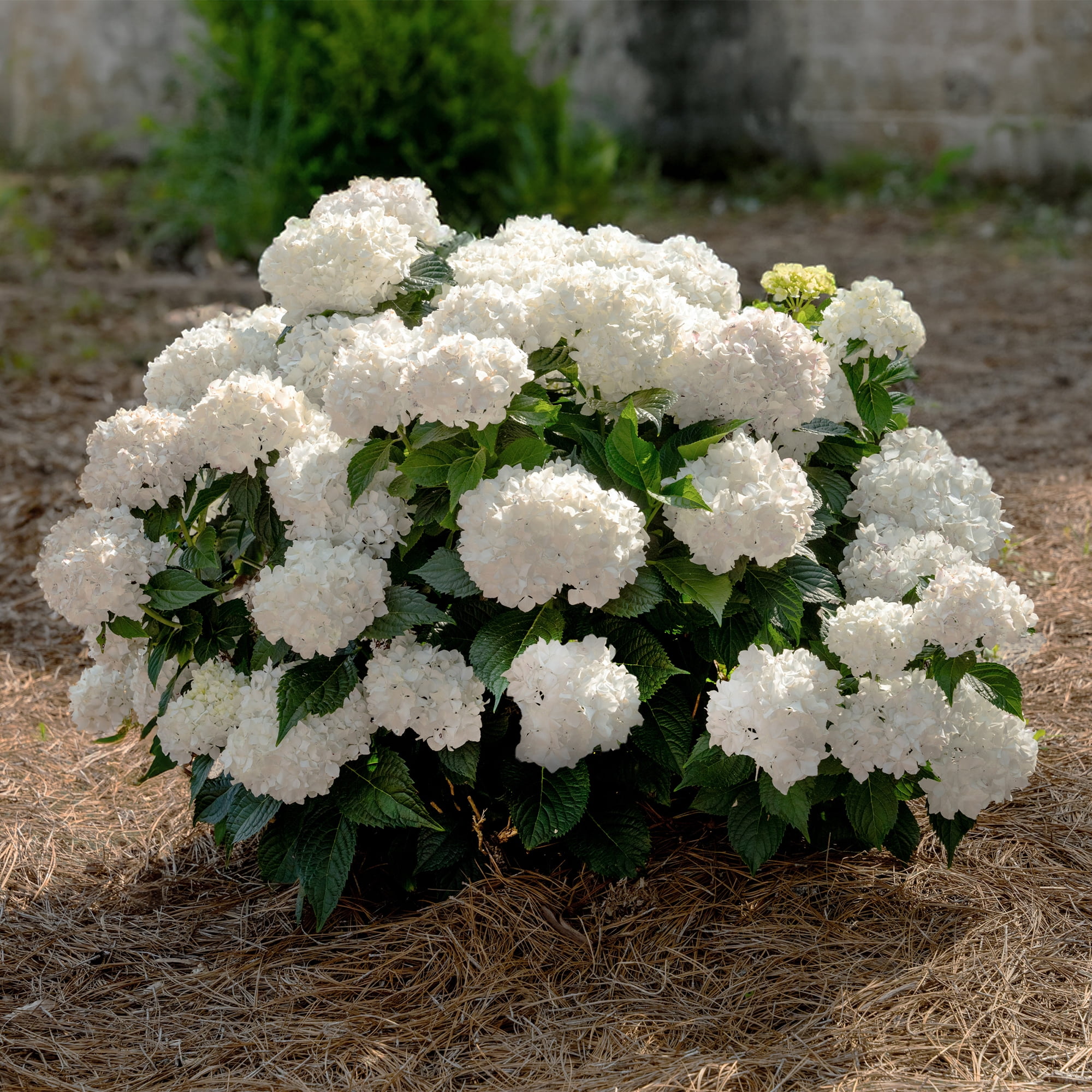 Endless Summer Dream Cloud Reblooming Hydrangea Live Shrub in 1-Gallon Grower Pot