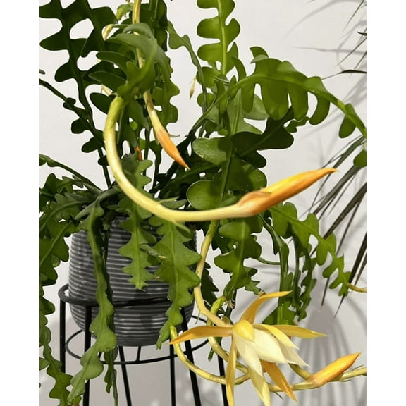 Rare Fishbone Cactus, Epiphyllum Anguliger Ric Rac Cactus,Zig Zag Cactus -2" Growers Pot