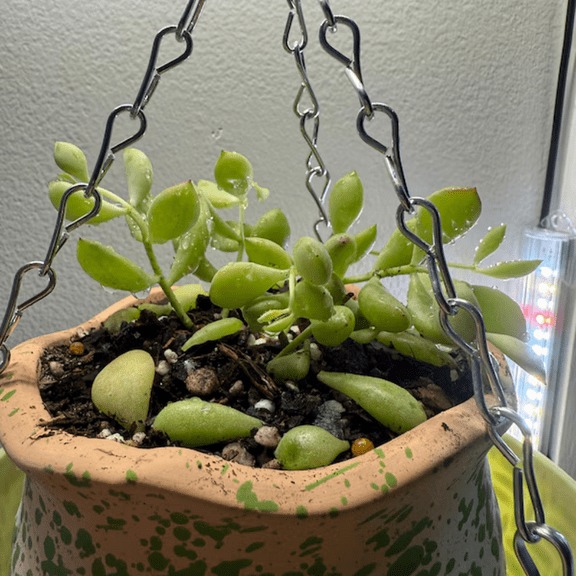 Cotyledon Pendens, Trailing Succulent, Small Live Plant in 2" Orbiculata