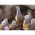 thumbnail image 3 of Fitzharris, Tim 24x19 Black Modern Framed Museum Art Print Titled - Heermans Gulls, 3 of 5