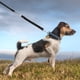 thumbnail image 3 of Correa de extensión de nylon reflectante para perros Cable de extensión para correr resistente y elástico resistente para perros pequeños y medianos (negro), 3 of 6