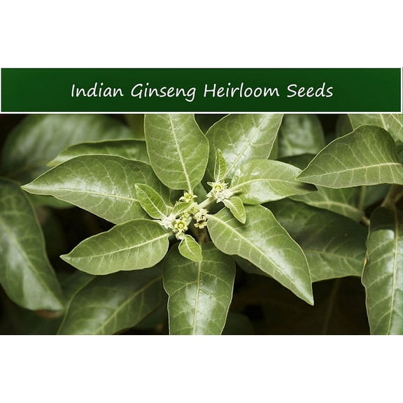 Tropical Seeds- Indian Ginseng -25 Seeds- Ashwaganda-Withania Somnifera -See Listing Below- Evergreen Shrub -  -Container Gardening