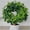 D, variant on Stephania Erecta -Plants For Planting-Ornamental-Perennial-Premium Garden Stakes-Elegance Decoration (Non-Artificial)