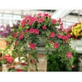 thumbnail image 2 of SHAR Outdoor/Indoor Artificial Rattan Petunia (Rose Red), 2 of 4