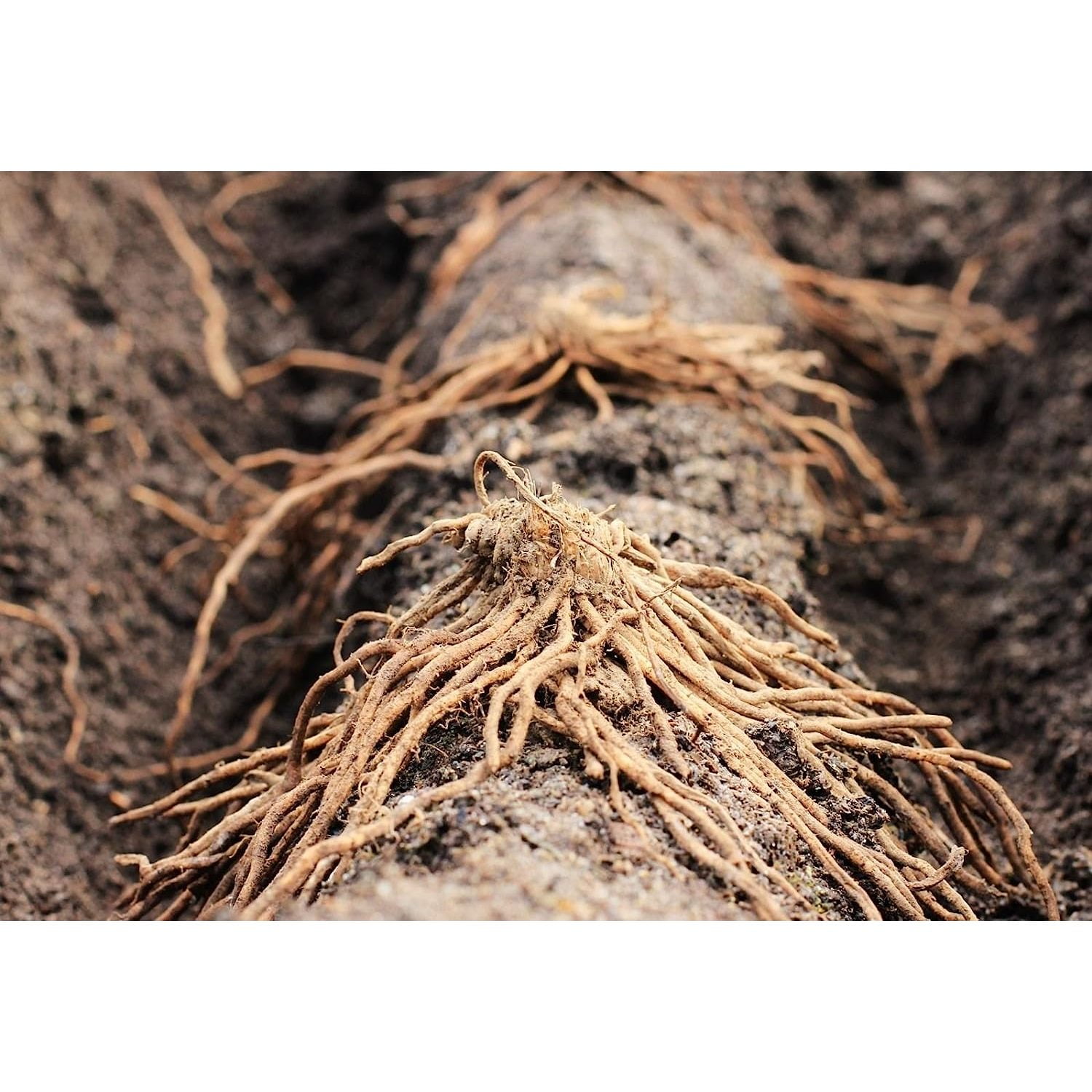 10 JERSEY Asparagus Plants / bareroot crowns Organic NONGMO
