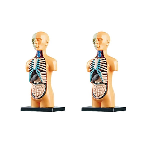 2X 3D Removable Anatomical Human Torso Body Model for Education Toy Human Body Structure Teaching for Child Kid Student