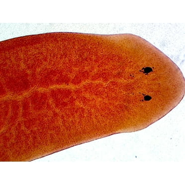 Planaria, General Structures; Whole-mount by Go Science Crazy