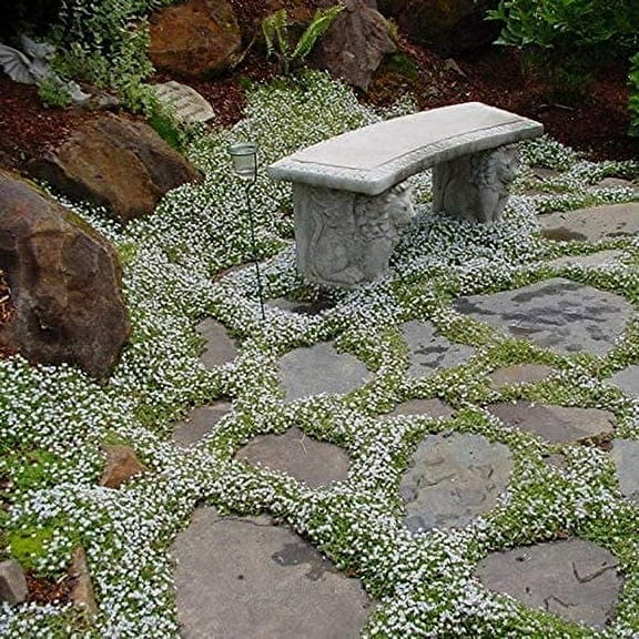 500 Snow in The Summer Seeds | | Made in USA, Ships from Iowa.