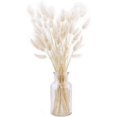 thumbnail image 1 of Rabbit Tail White Plants - Large Size - Dried Natural White, 1 of 4