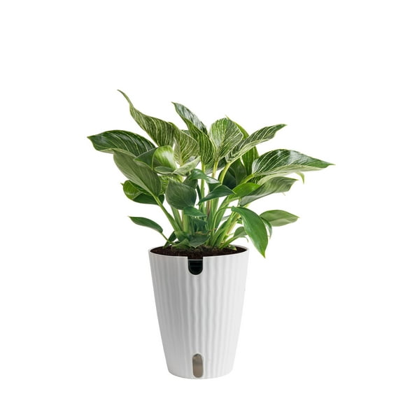 Costa Farms 12" Philodendron Birkin Live House Plants in 5" Self-Watering Planter