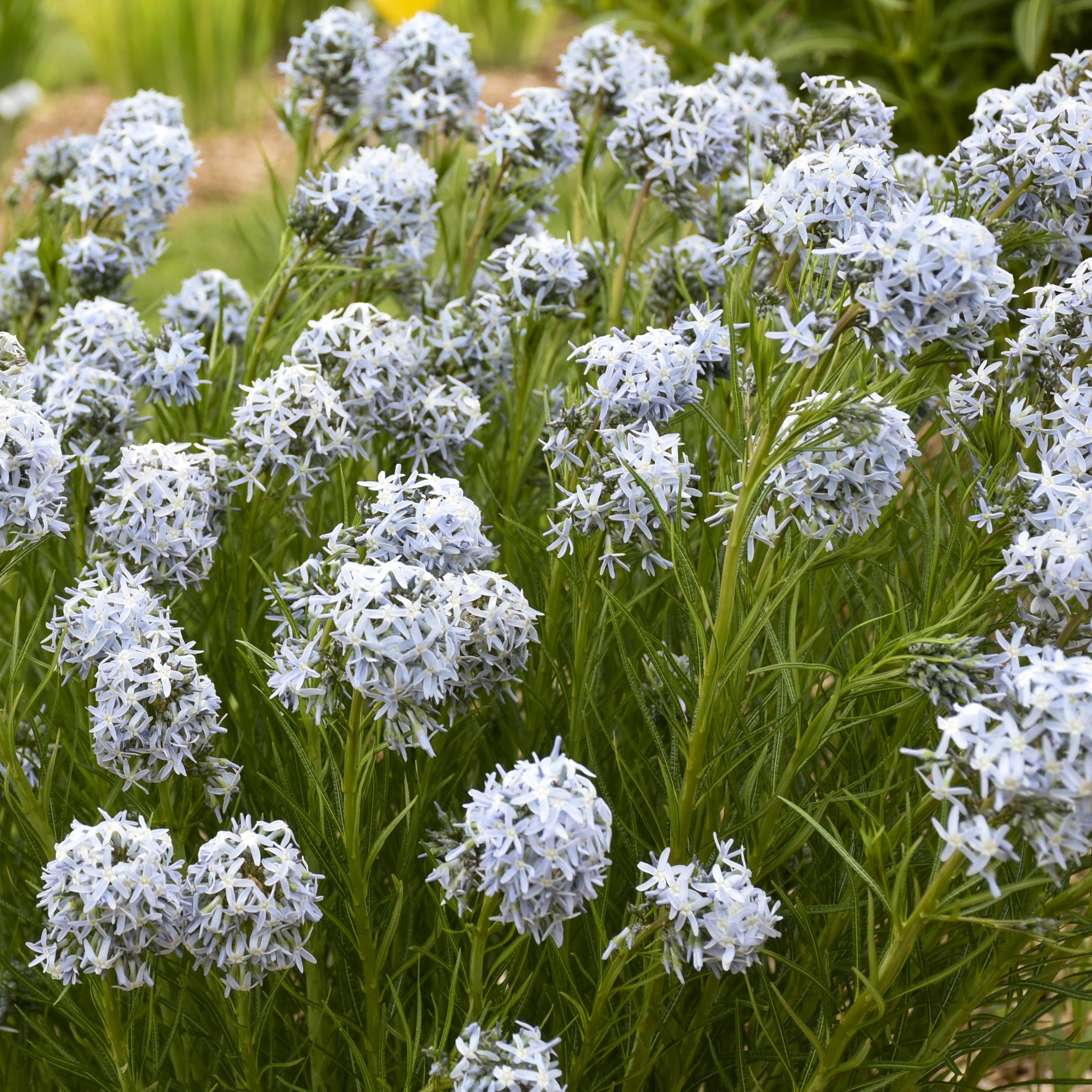 Proven Winners 6" Blue 'String Theory' Bluestar Live Plant in 7.5" Pot