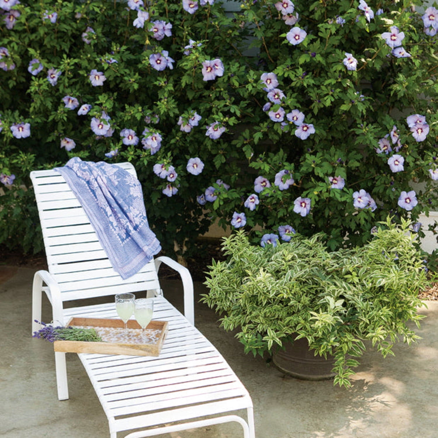 Proven Winners ColorChoice 5" Azurri Blue Satin Rose of Sharon Live Plant in 4.5" Pot (4 Count)