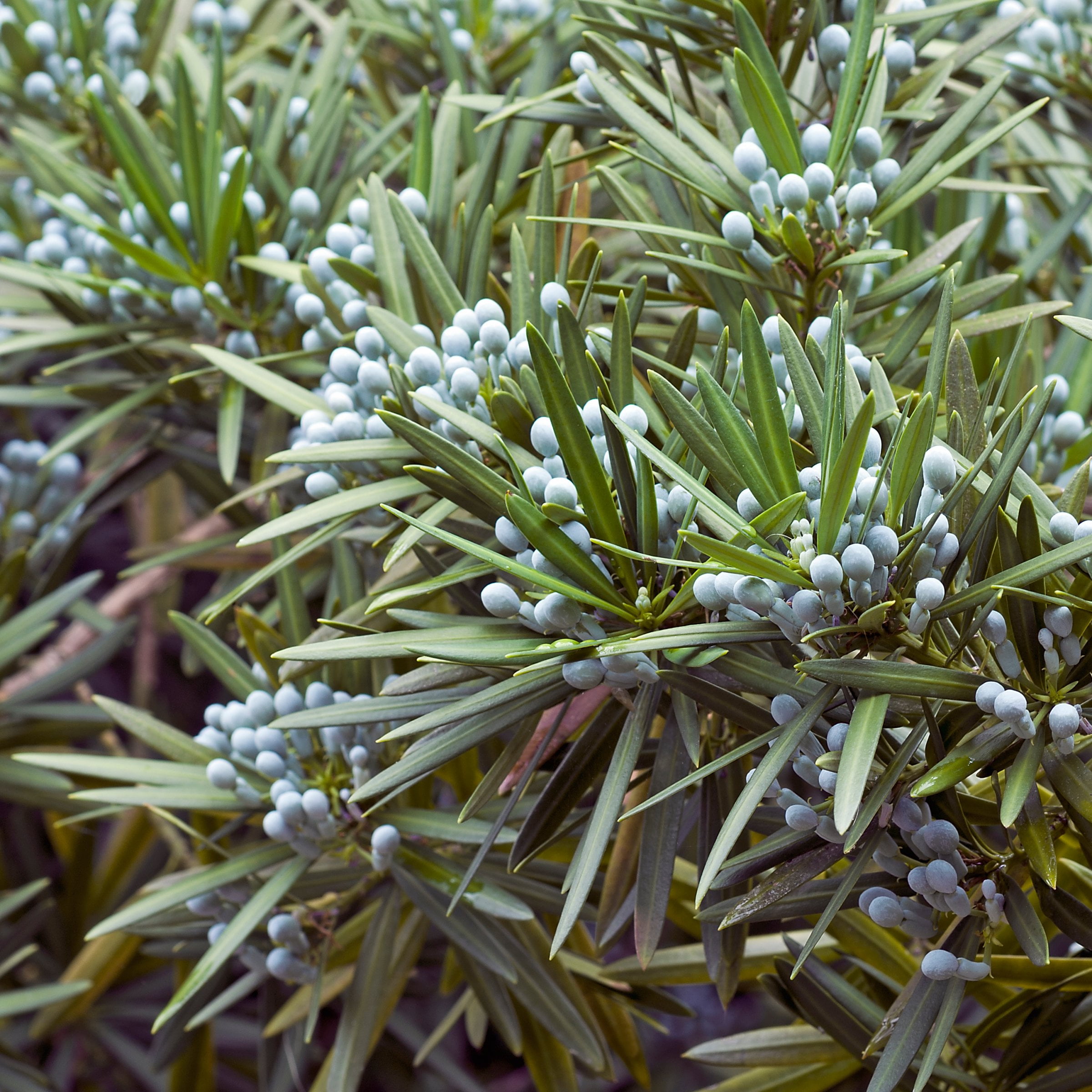 3 gal Yew Live Shrub with Partial Shade Conditions