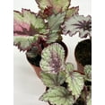 thumbnail image 5 of Harmony's Begonia Rex Assortment, Cold Pastel Winter, 4 inch, Set of 3, Painted-Leaf Begonia, Variegated, 5 of 9