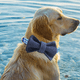 thumbnail image 3 of Collar para perros con lazo, algodón y correas, Collar para perros con pajarita,, 3 of 5