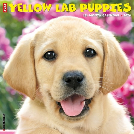 Yellow Lab Puppies 2026 Wall Calendar
