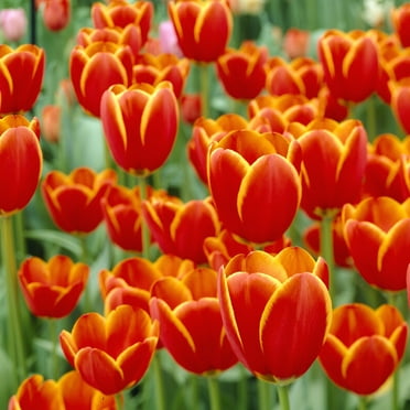 Van Zyverden Tulips World's Favorite Set of 12 Bulbs, Multicolor, Partial Sun, Perennial