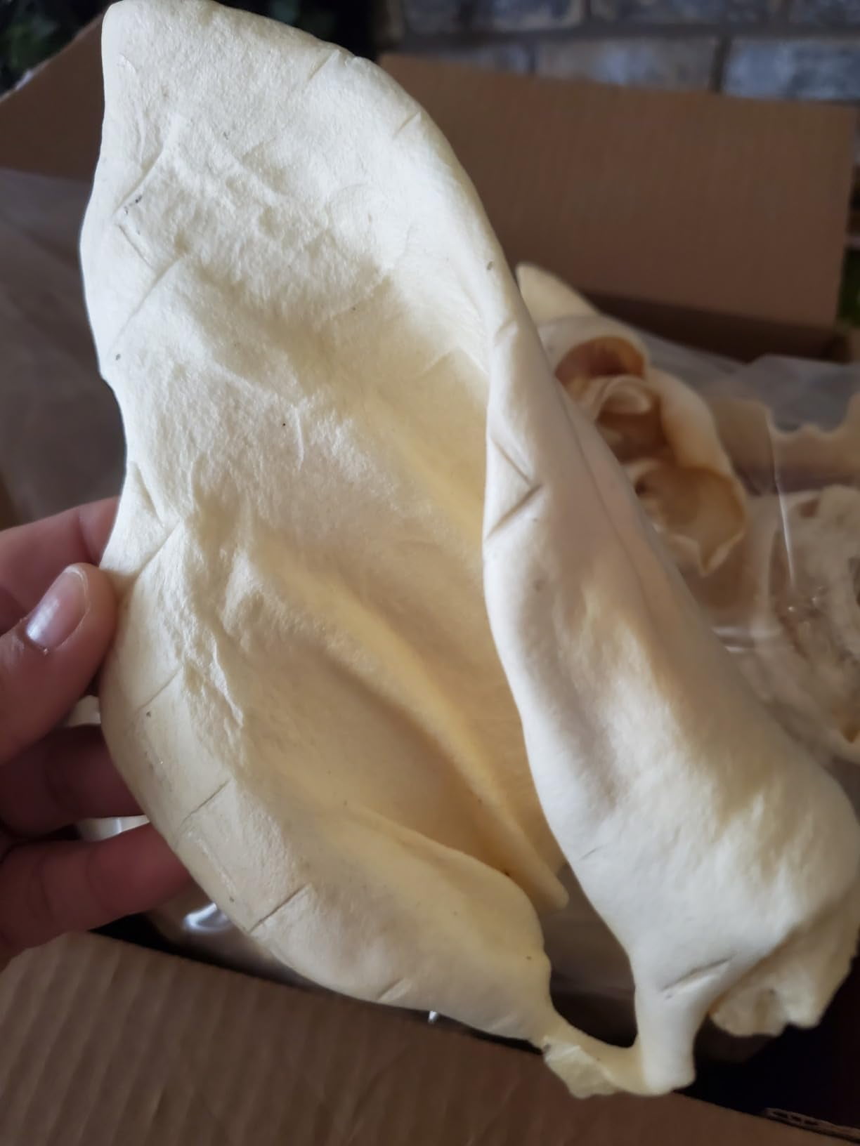 Cows Ears for Dogs, Thick Cut, Long Lasting Cow Ears