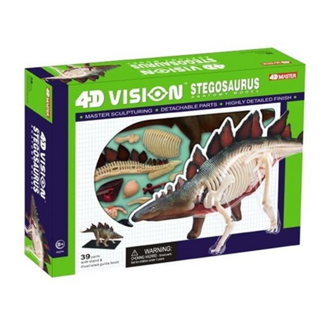 Stegosaurus Dinosaur Anatomy Model