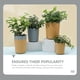 thumbnail image 4 of 10 juegos de macetas de plástico para rosas pequeñas, macetas para viveros de plantas suculentas, 4 of 5