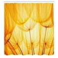 thumbnail image 3 of Ambesonne Flower Shower Curtain, Dandelion Summer Garden, 69"Wx70"L, Merigold and White, 3 of 5