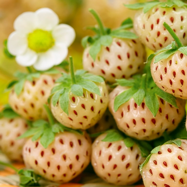 Van Zyverden Strawberry Collection (Set of 30 Bundled Van Zyverden Strawberry Collection (Set of 30 Bundled