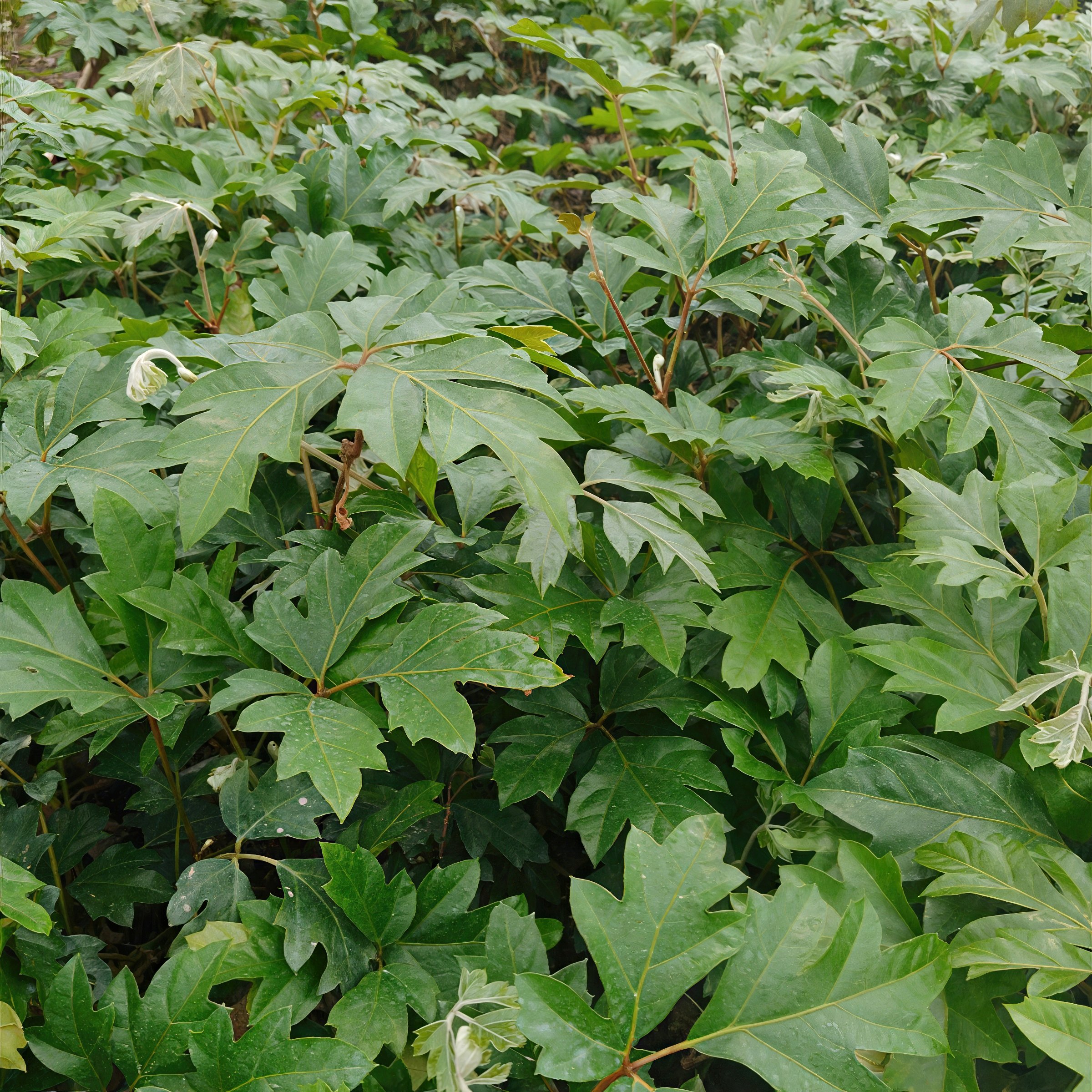 6 in. Cissus Ellen Danica Oak Leaf Plant in Grower Container