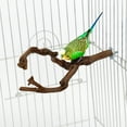 thumbnail image 4 of Natural Parrot Bird Stand Tree Branch Pet Budgie Toys Pet Supplies Perches Cage Two Branches, 4 of 6