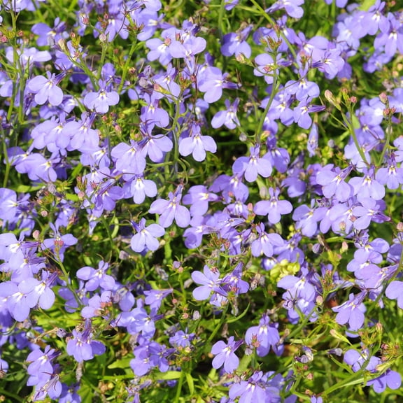 Lobelia Flower Garden Seeds - Regatta Series, Lilac - 1000 Seeds - Trailing, Annual Flower Gardening Seed - Lobelia erinus
