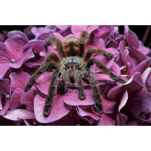 Chilean Rose Haired Tarantula Print Wall Art by Adam Jones Sold by Art.Com  - Walmart.com