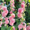 Hollyhock Seeds Carnival Mix Giant Mallow Double Hollyhock Flowers Seed