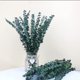thumbnail image 4 of Namzi -a 10 tallos secos de eucalipto 16-24 pulgadas Suspensión de ducha de eucalipto genuino 100% hecho de hojas frescas de eucalipto, boda, hogar, decoración de granja Decoración de primavera de, 4 of 5