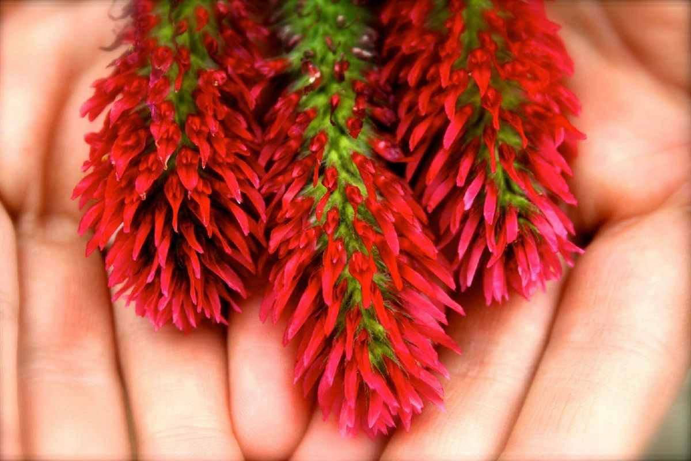 SeedRanch Crimson Clover Seed Coated - 10 Lbs.