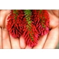 thumbnail image 2 of SeedRanch Crimson Clover Seed Coated - 10 Lbs., 2 of 2