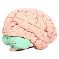 thumbnail image 2 of Human Brain Model, Gift Brain Mold Skull Dedicated Hands On Explore  For Neuroscience, 2 of 8