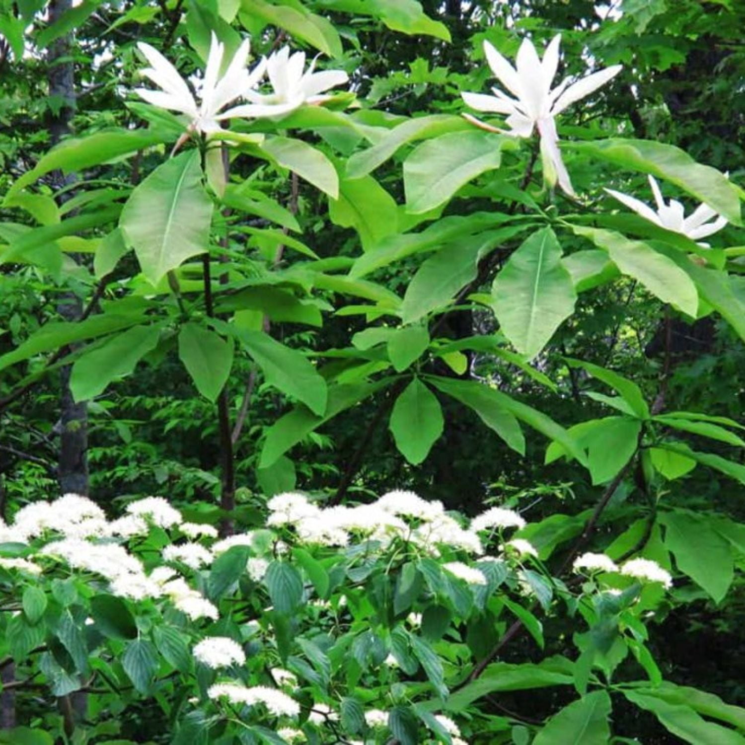 Expert Gardener 2-3' Magnolia Umbrella Live Tree in 1 gal. Grower Pot