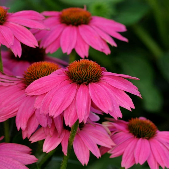 Outsidepride 20 Echinacea Purple Coneflower PowWow Wild Berry Plant Seeds