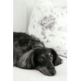 thumbnail image 2 of Millet, Karyn 13x18 Black Ornate Wood Framed with Double Matting Museum Art Print Titled - Dachshund, 2 of 4