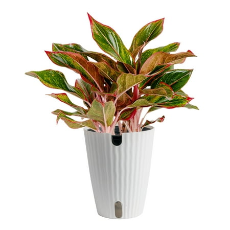 Costa Farms 14" Aglaonema Chinese Evergreen Live House Plants in 5" Self-Watering Planter