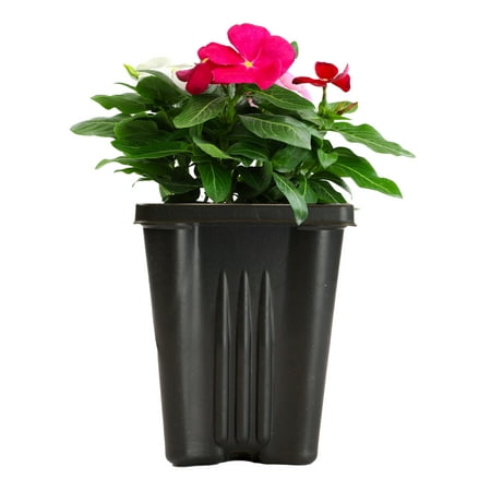 Expert Gardener 1PT Vinca Live Plant