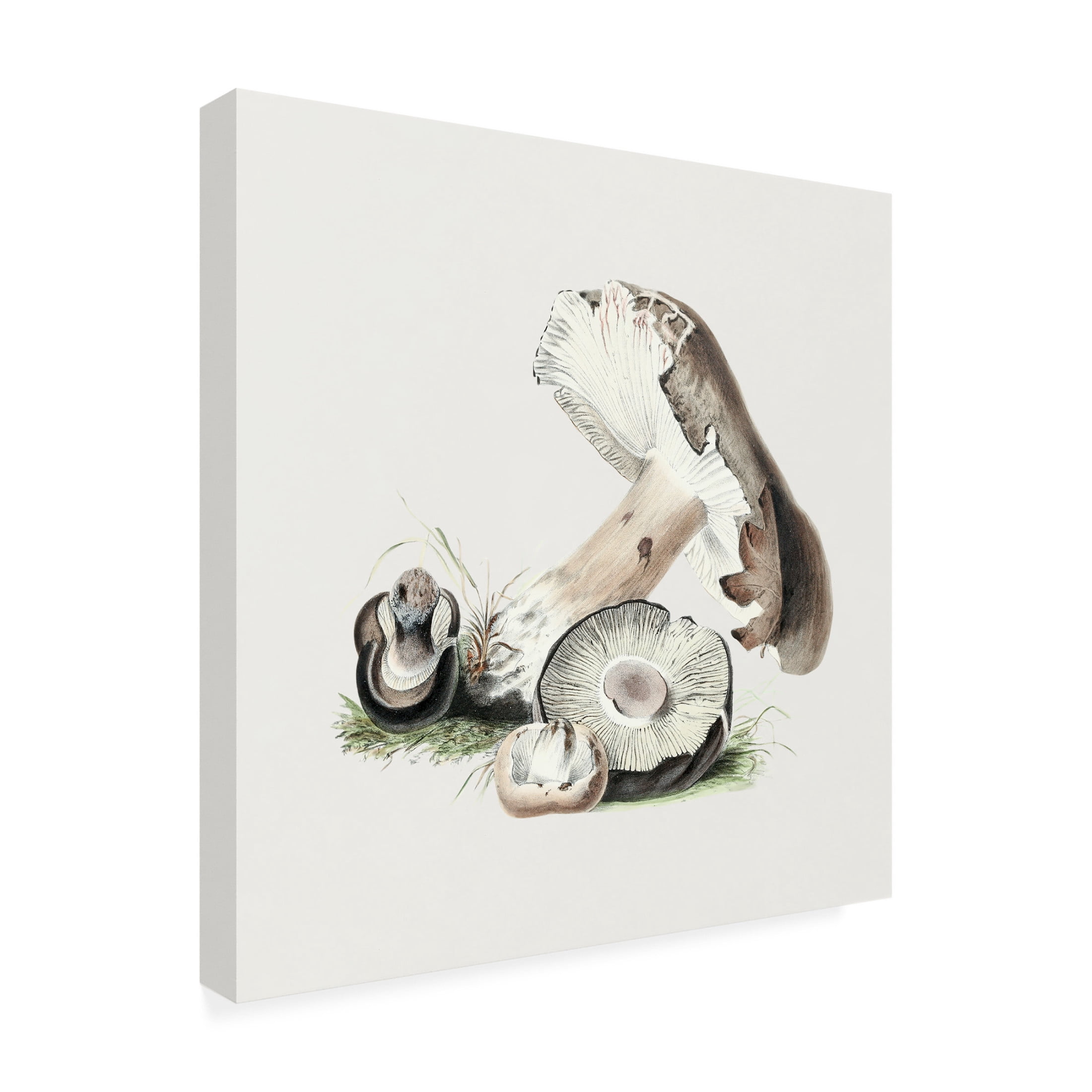 Trademark Fine Art Pictufy  Vintage Agaricus Augustus Mushroom Canvas Wall Art