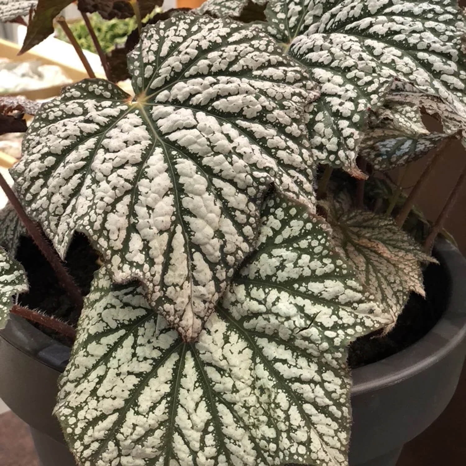Southern Living ‘Sterling Moon’ Lunar Lights Begonia Live Shrub in 1.5-Gallon Grower Pot