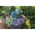 thumbnail image 4 of Element 12IN Deco Pot Hanging Basket Succulent Garden, Live Plants, 4 of 5