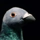 thumbnail image 3 of Juguete de peluche de paloma gris, simulación de roca Columba Rupestris, animal de peluche, lindo juguete de peluche de paloma de roca como regalo para tus amigos, 3 of 4