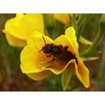 thumbnail image 6 of 1000 YELLOW EVENING PRIMROSE Oenothera lamarckiana Flower Seeds, 6 of 8