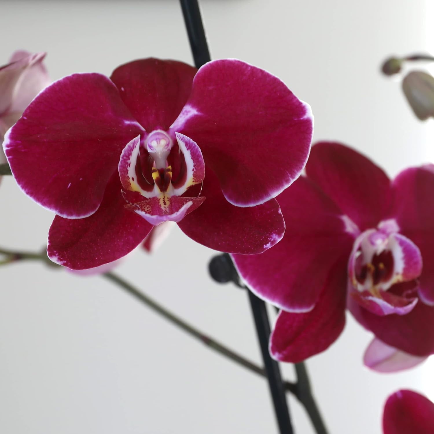 Just Add Ice 16-30" Dark Purple Premium Orchid Live Plant in 5" Grey Ceramic Pot, House Plant