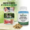 Real Herbs Stinging Nettle Root Extract 7500mg (750mg of 10:1 Extract ...