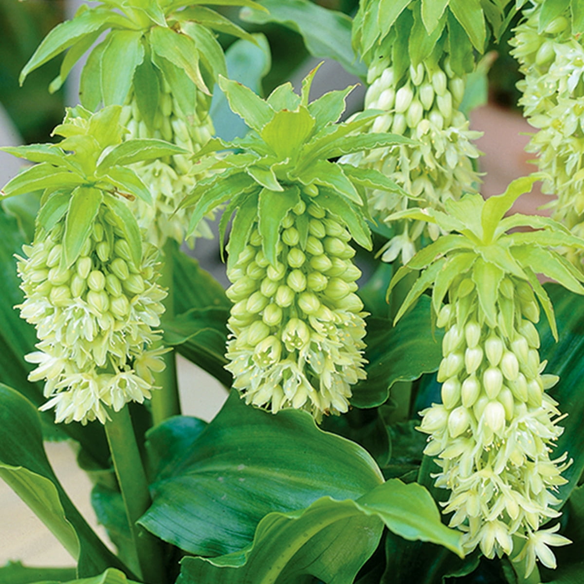 Van Zyverden Pineapple Lily with Stainless Metal Planter, Soil and Growers Pot 1 Bulb Multicolor Partial Sun Flowering 2 lbs