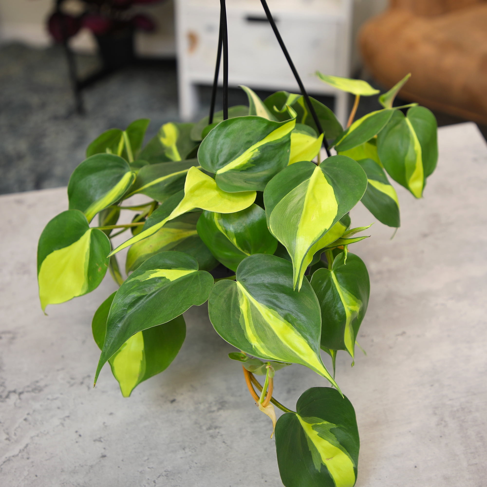 Expert Gardener by Altman Plants Philodendron Brasil House Plant - 6in. Hanging Pot - Indirect Light